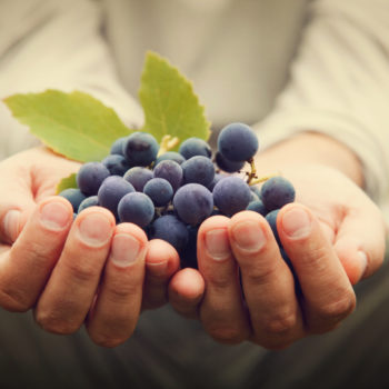 Grapes harvest. Farmers hands with freshly harvested black grapes.